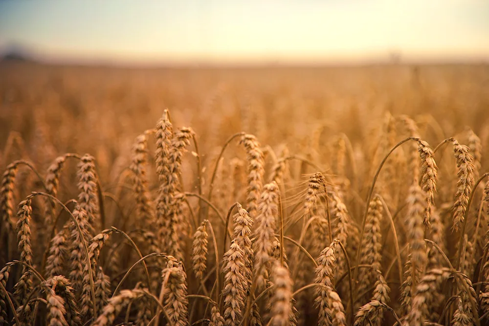 Wheat field