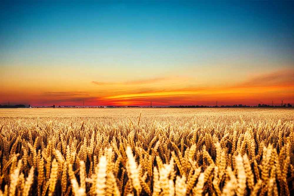 Wheat field