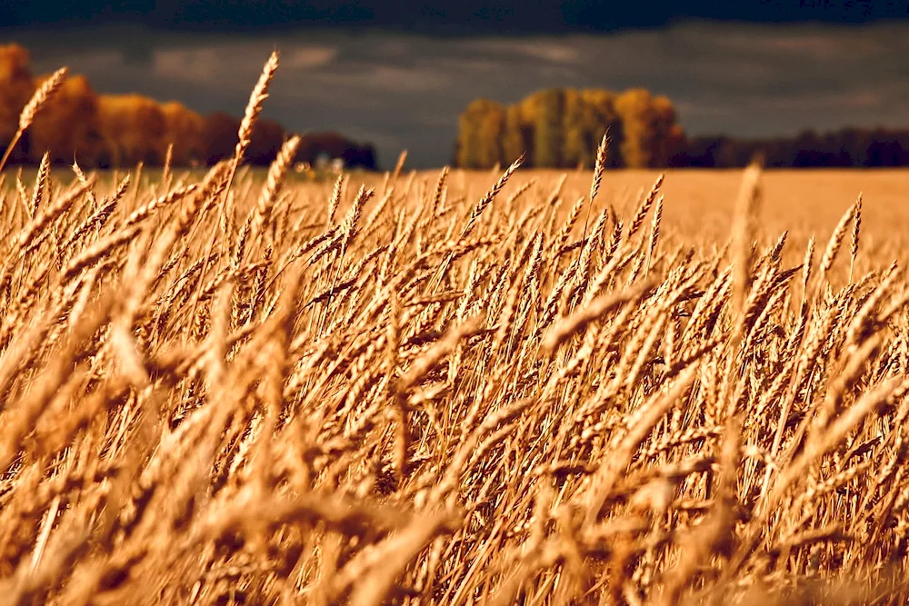 Wheat field Vangol