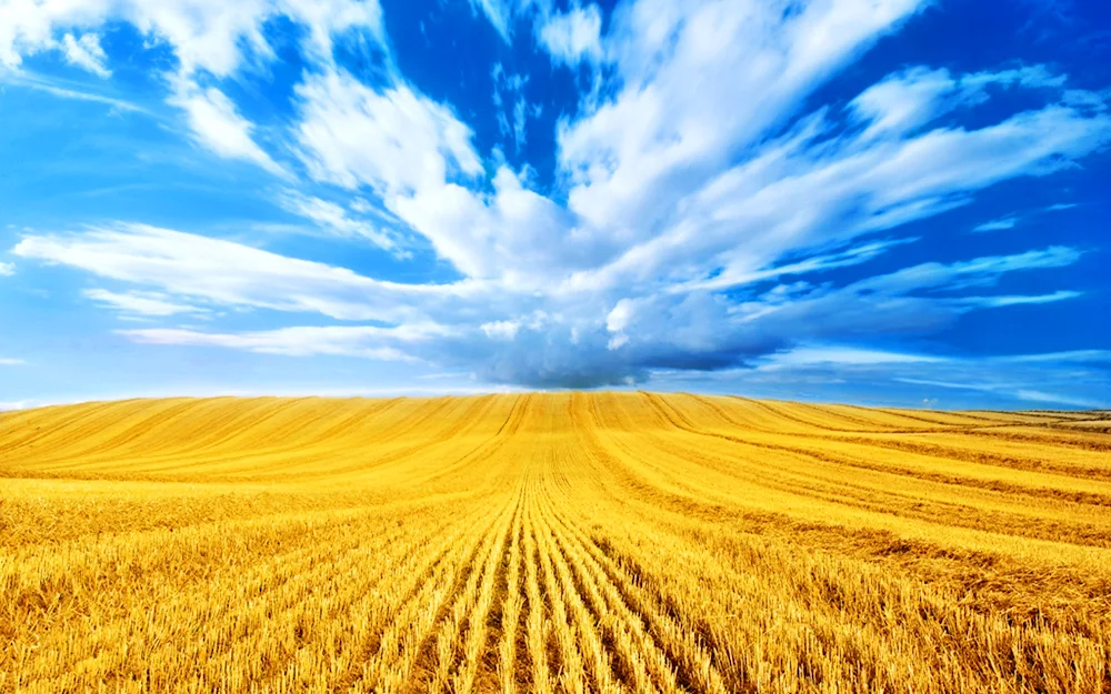 Wheat field