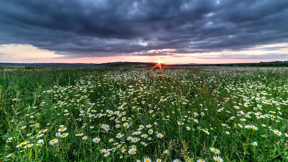 Chamomile Field