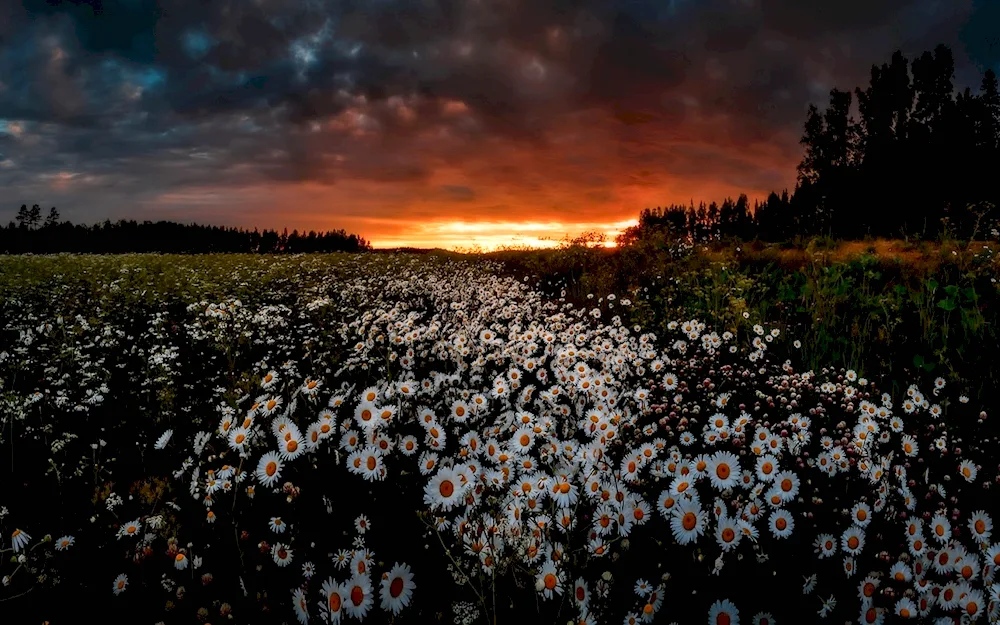 Chamomile Field