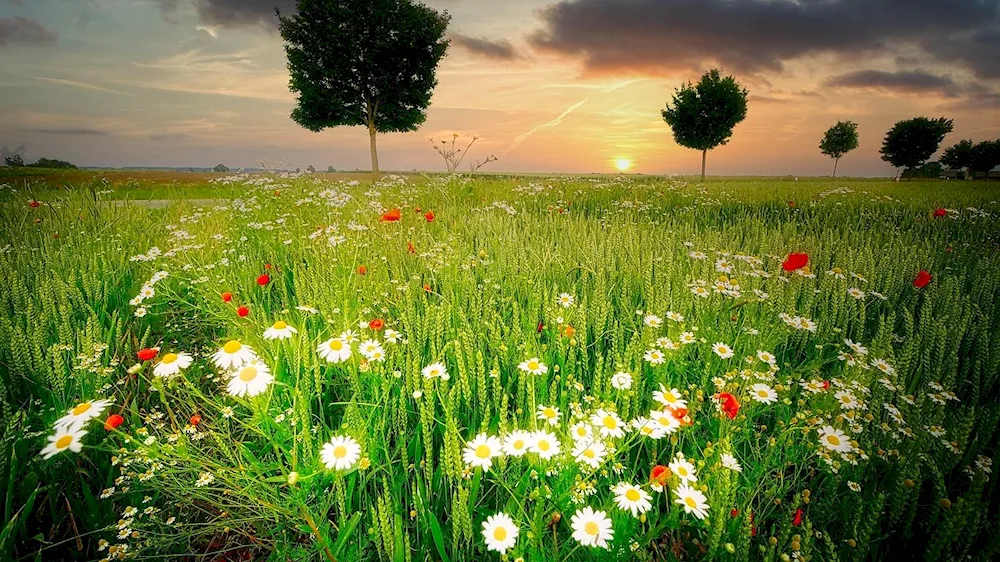 Chamomile Field Kamensk Uralsky