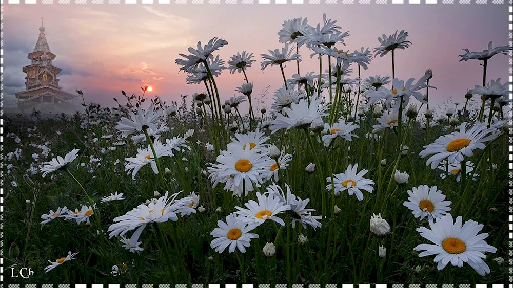 Chamomile Field Naro-Fominsk. Fominsk