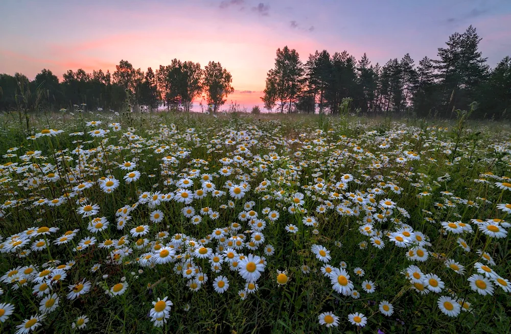 Daisy Field