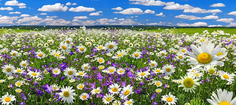 Daisy Field