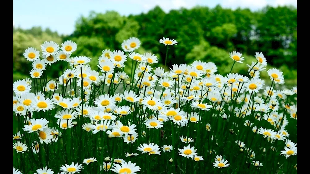 Daisy Field