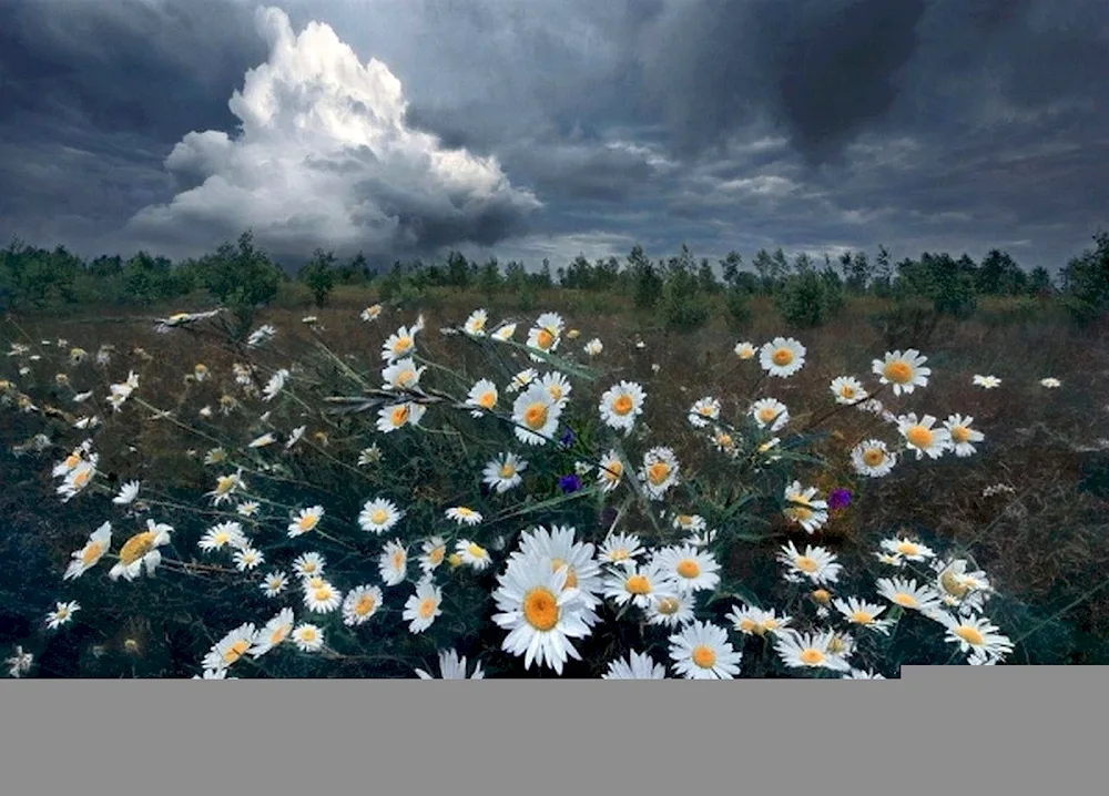 Daisy Field