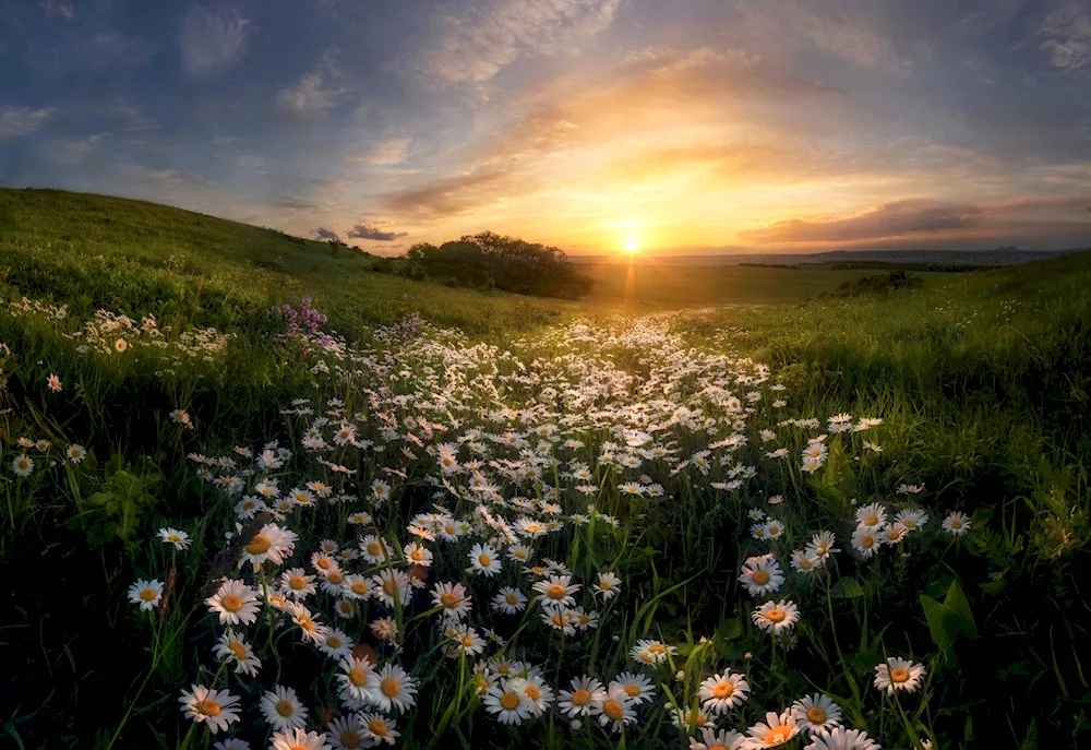 Baidarskaya Valley Crimea daisies