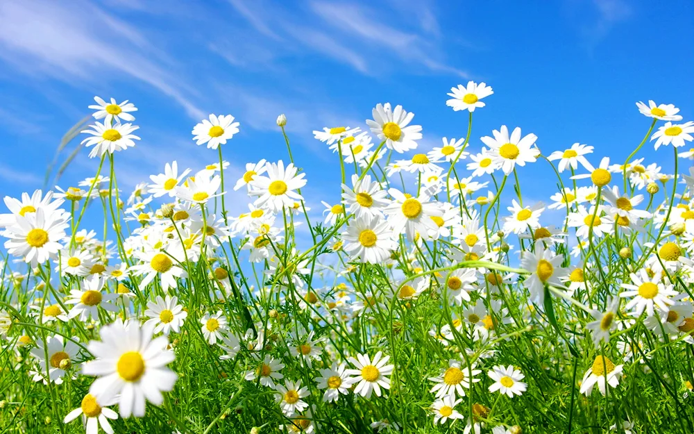 Field of daisies