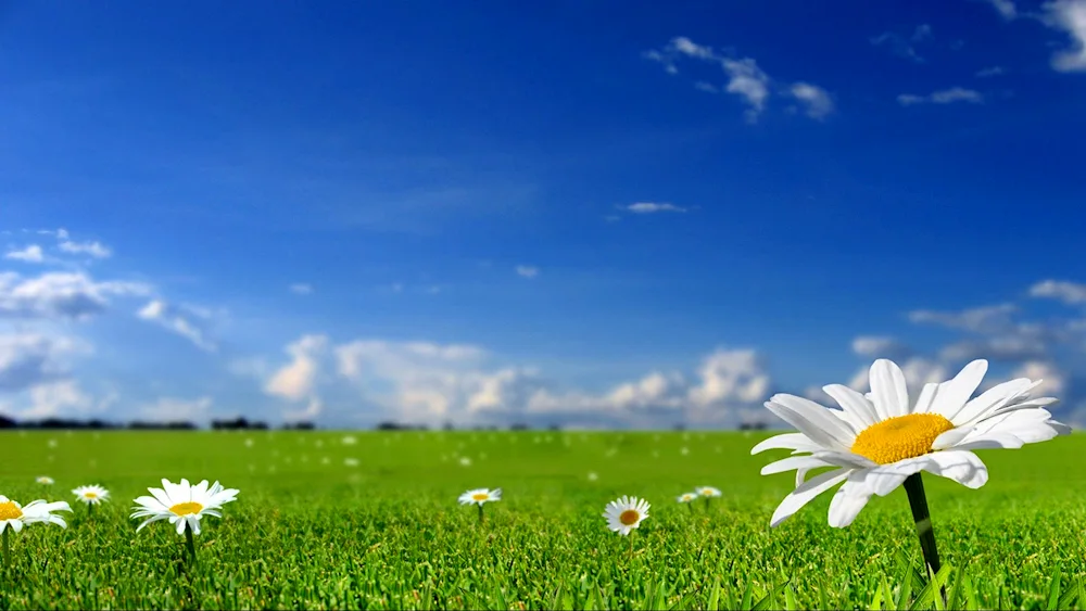 Daisy Chamomile