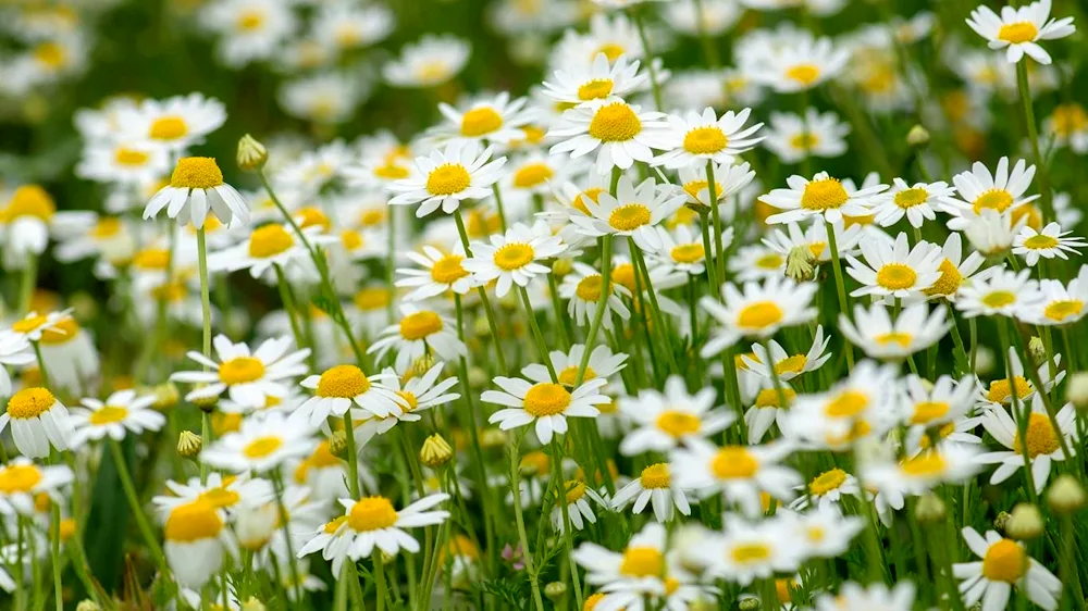 Chamomile Field