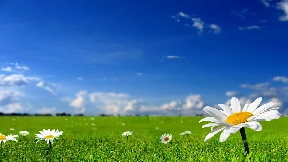 Chamomile Field