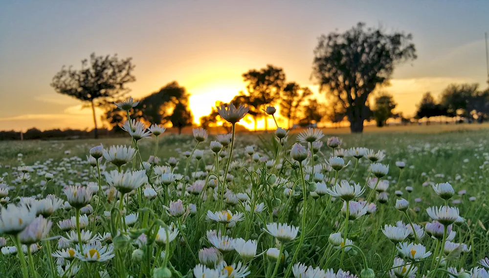 Summer flowers