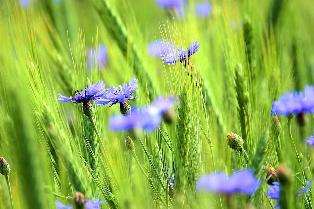 Field of rye and cornflowers