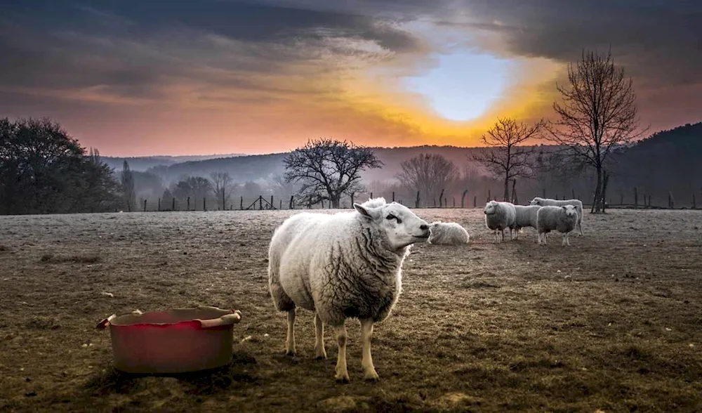 Barrel lambs