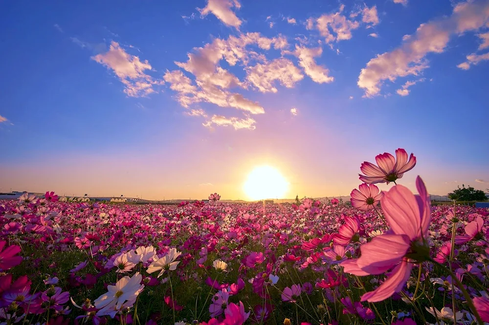 Field of flowers