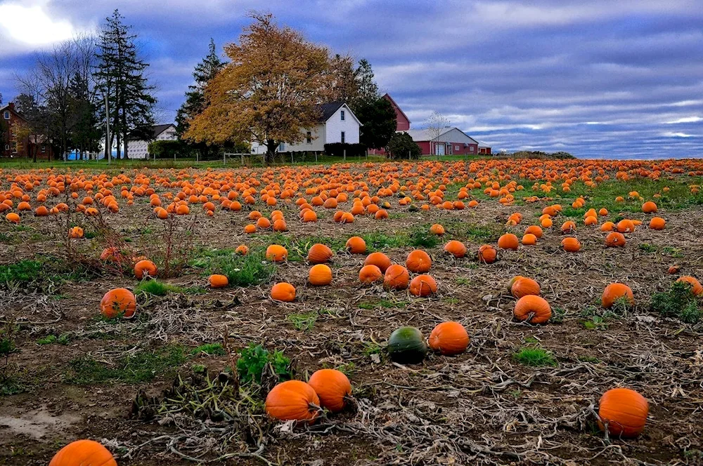 Pumpkin field