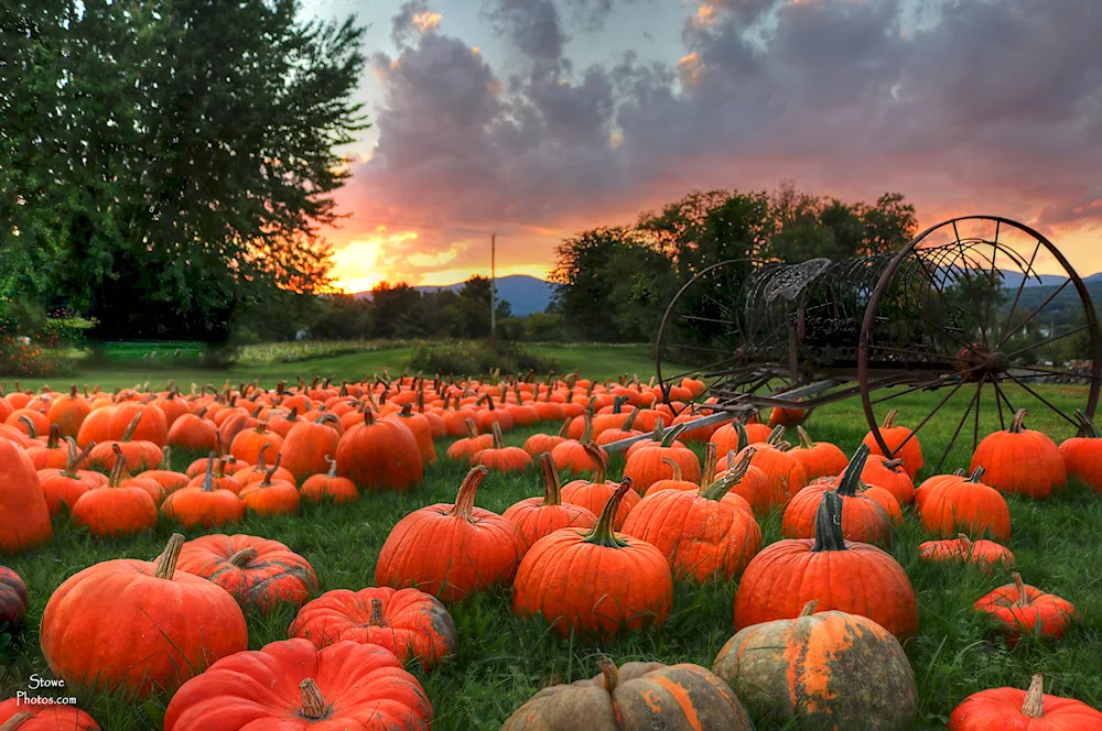 Autumn vegetable garden