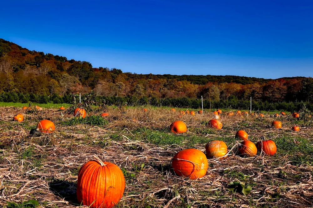 Autumn harvesting