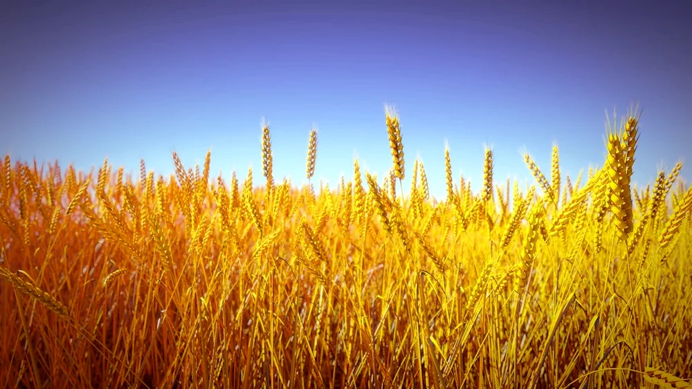 Arable fields of Belarus