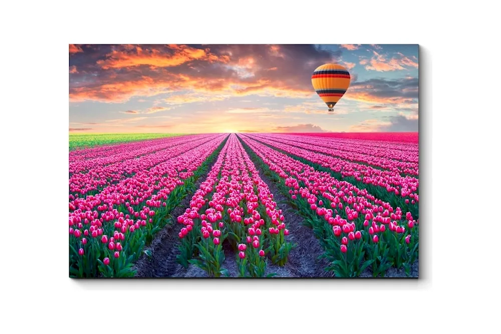 Tulip Field