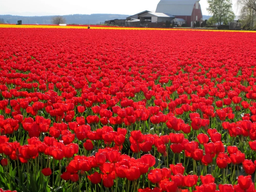 Tulip field