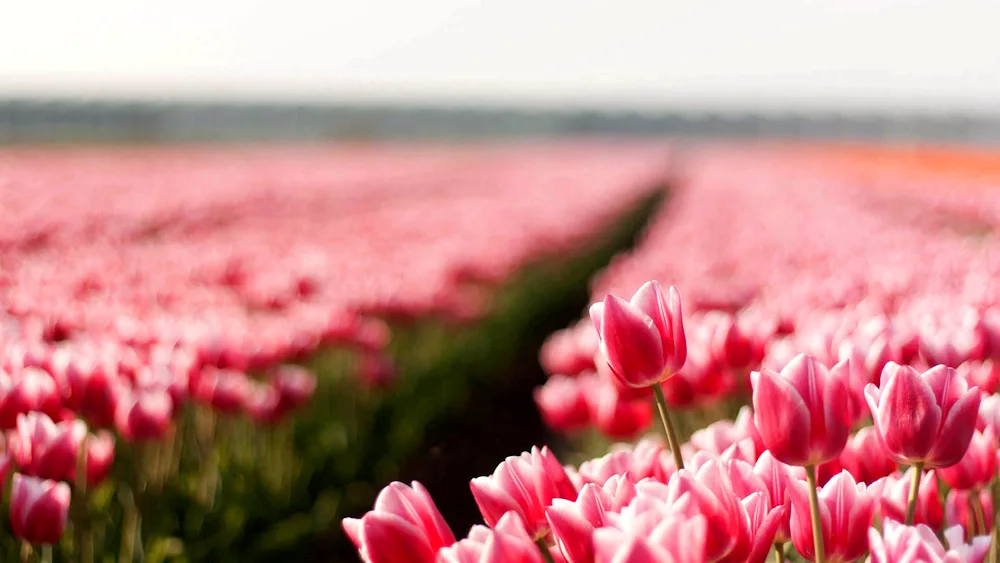 Tulip field