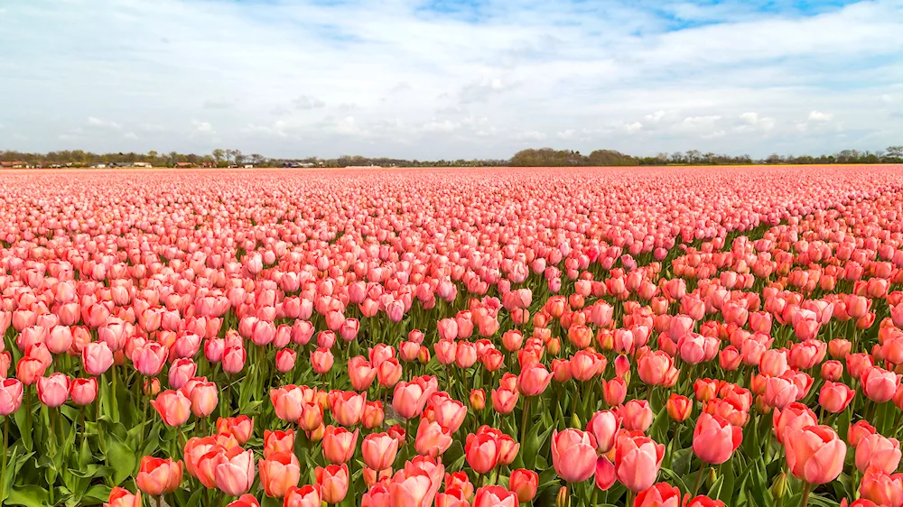 Tulip field