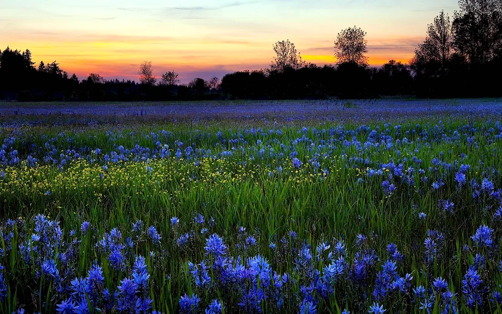 Vasileks flowers