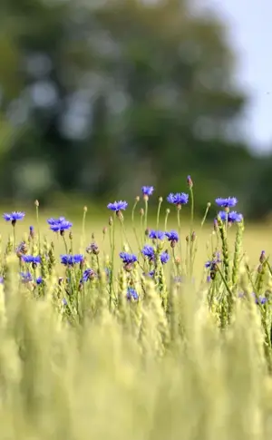 ‘Cornflower Field‘