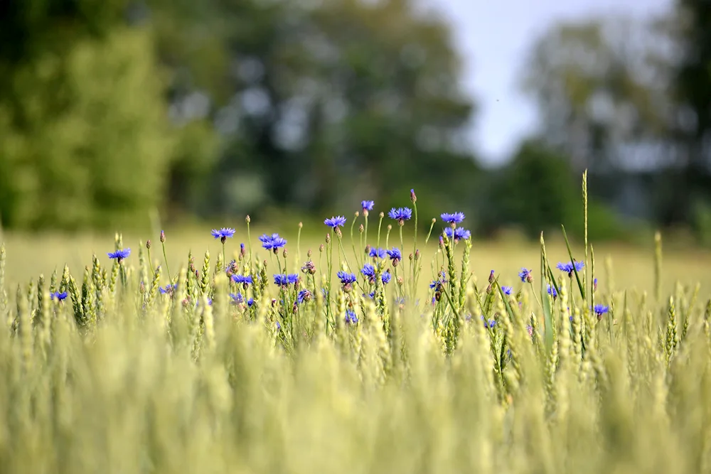 ‘Cornflower Field‘