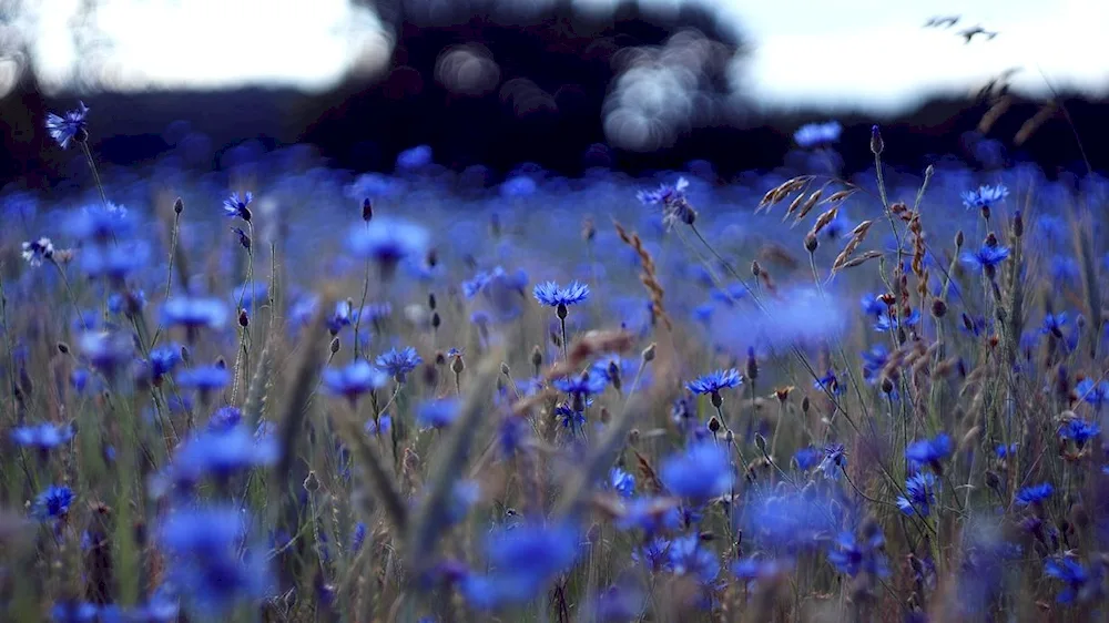 ’Cornflower Field"