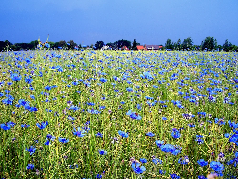 ‘Field of Cornflowers’