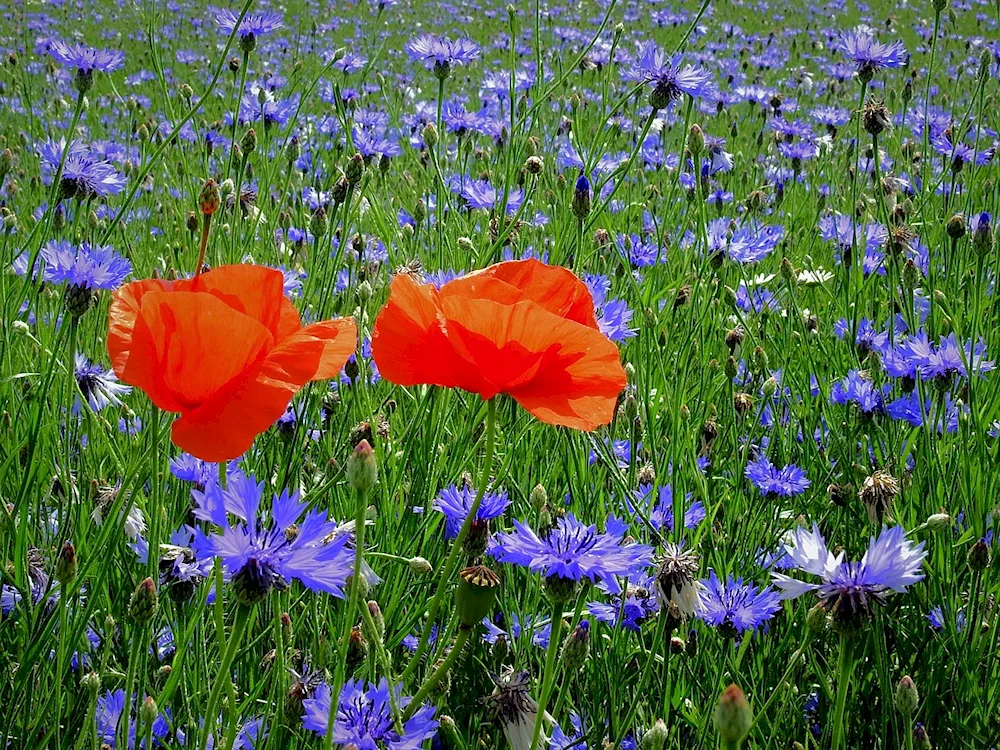 ‘Field of Cornflowers’.