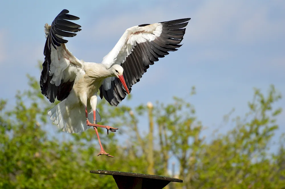 White stork