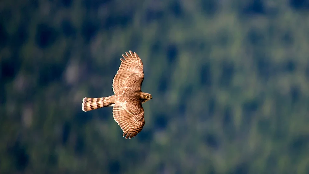 Eagle on a rock