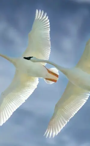 Flight of the bumphead swan in flight