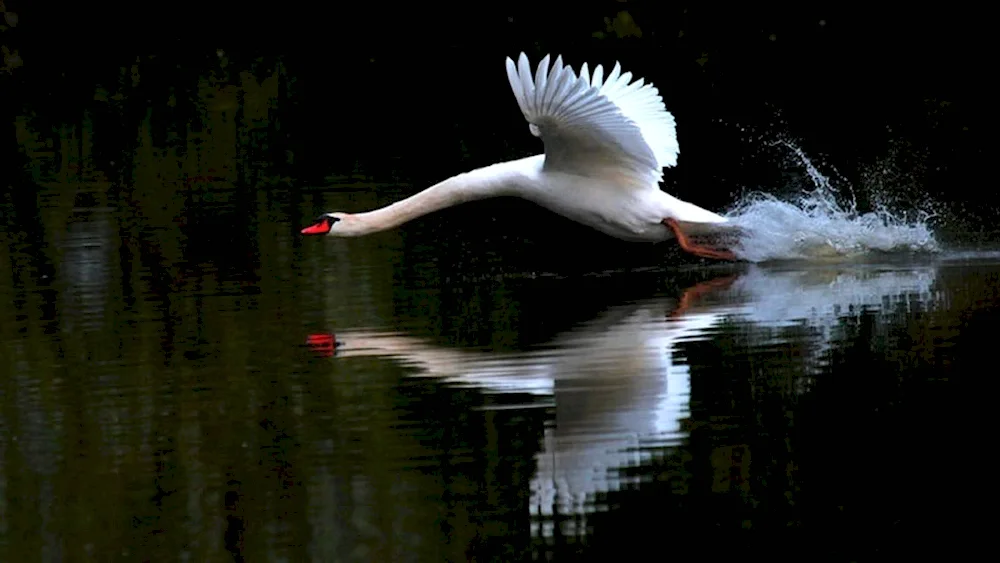 Swan in flight