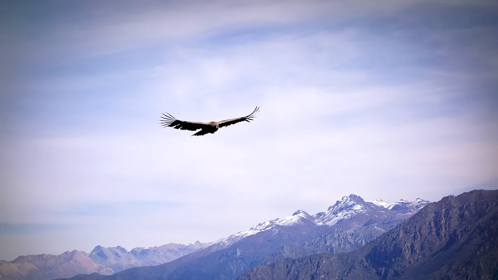 Eagle Flight