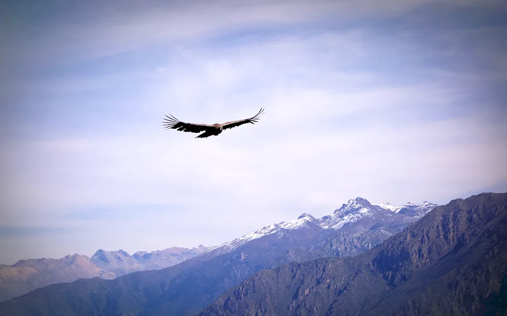 White-headed eagle full-face