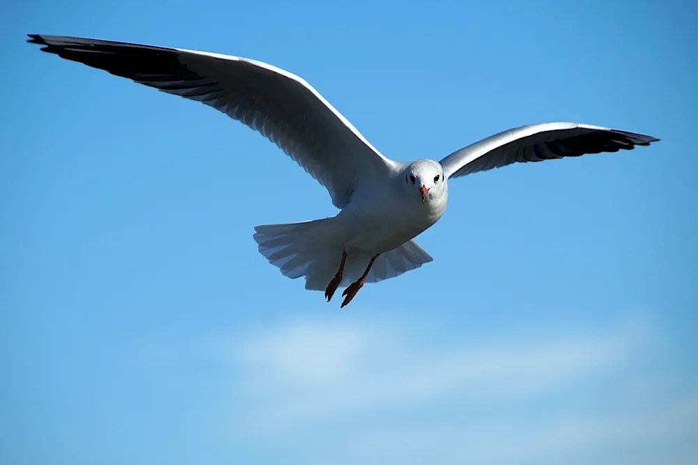 Birds in flight