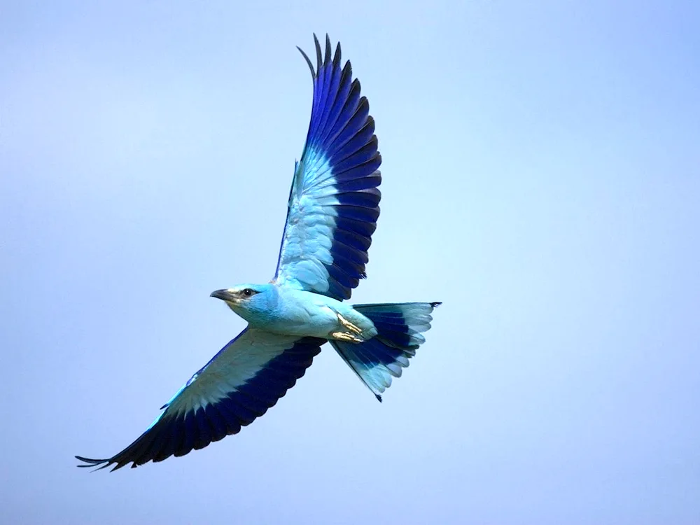 Bird in flight