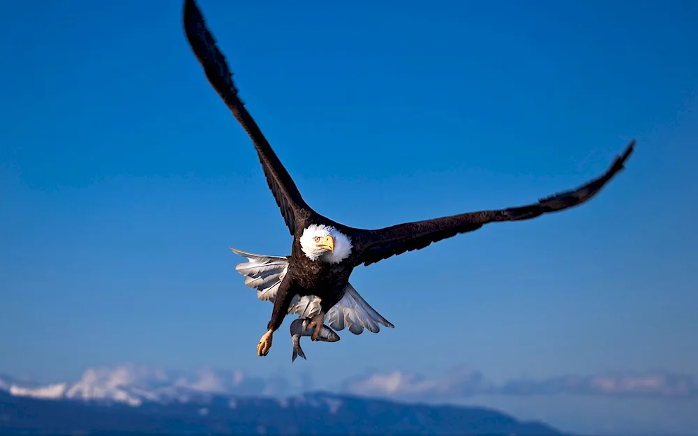 Bird in flight