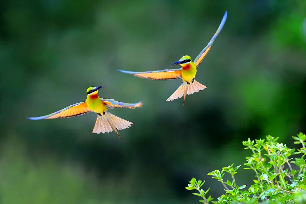 Bird in flight