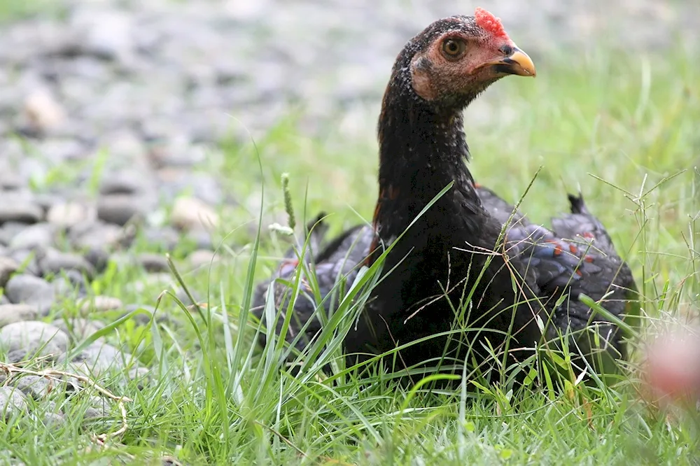 Field hen