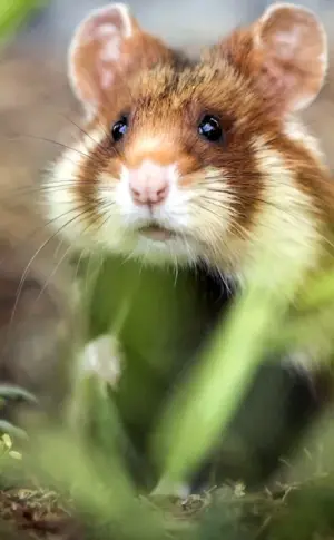 Field hamster