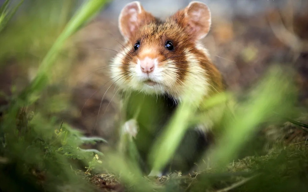 Field hamster