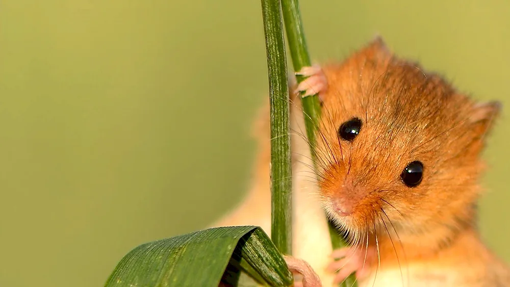 Jungarian hamster