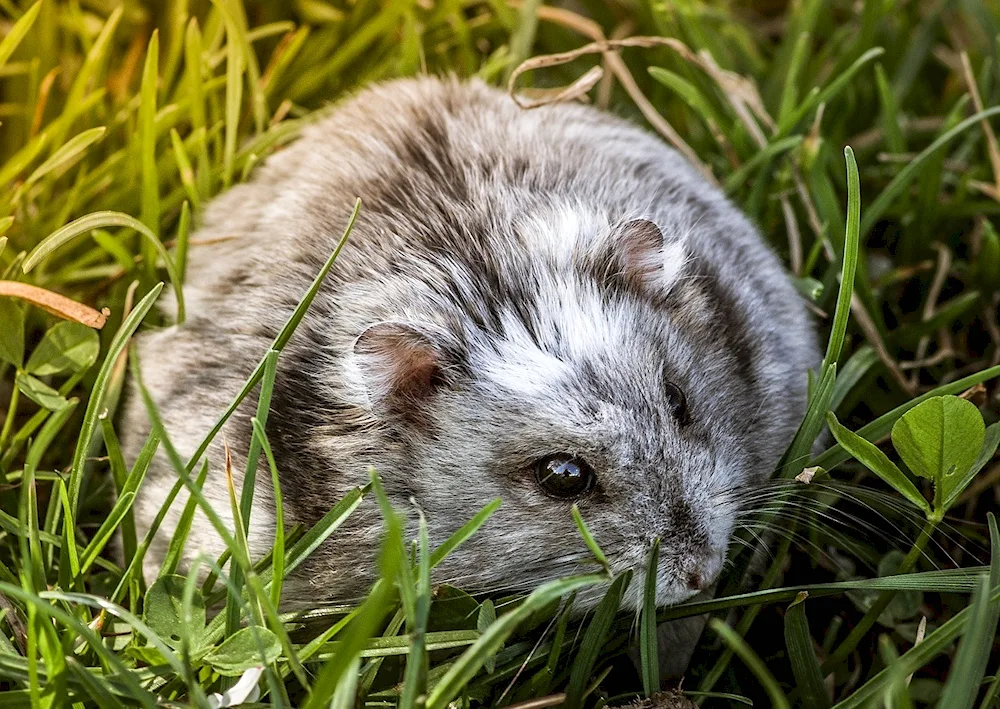 Weasel guinea pig shorthair